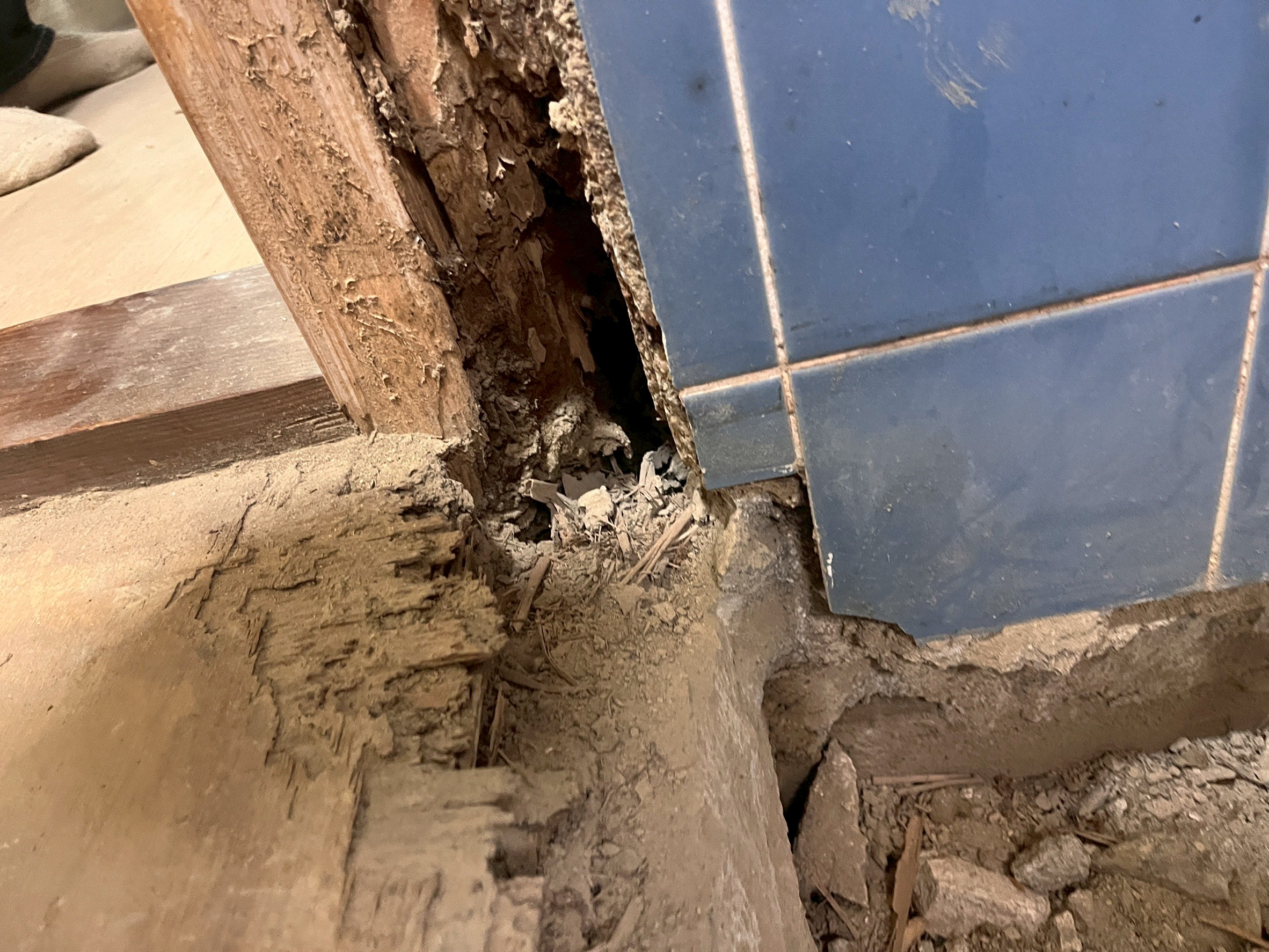 Termite damage found during Kyoto bathroom renovation
